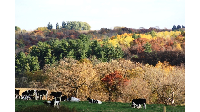 Gnisse en pturage d'automne