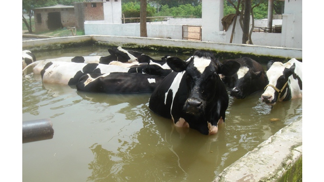 Piscine pour vaches sacres