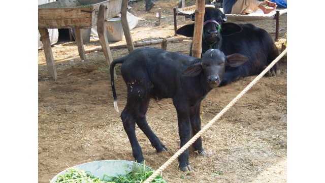 Bufflonne (buffalo) et son veau