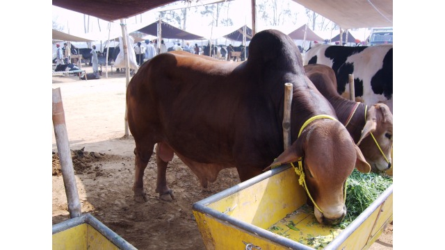 Taureau Buffalo