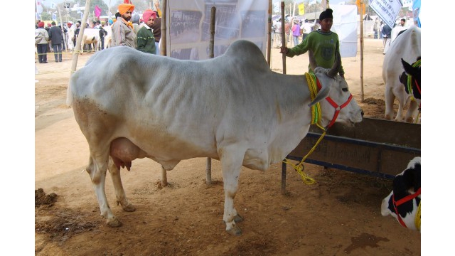 Vache locale