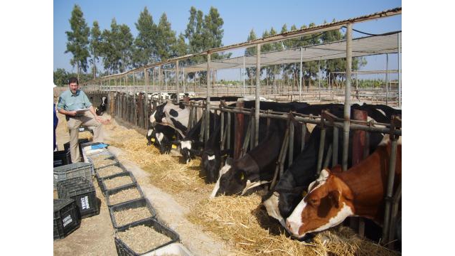 Ration complte distribue  la main, ferme de 100 vaches