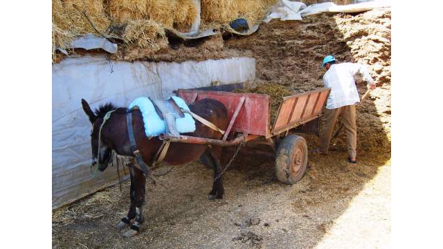 Dsilage dans une ferme de 100 vaches !!!