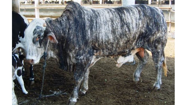 Taureau Buffalo