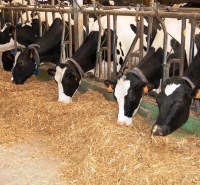 conseil-elevage-controle-laitier-nutritionniste-bovin-ruminants