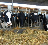 conseil-elevage-controle-laitier-nutritionniste-bovin-ruminants