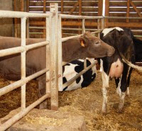 conseil-elevage-controle-laitier-nutritionniste-bovin-ruminants