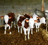 conseil-elevage-controle-laitier-nutritionniste-bovin-ruminants