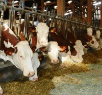 conseil-elevage-controle-laitier-nutritionniste-bovin-ruminants