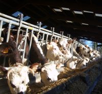 conseil-elevage-controle-laitier-nutritionniste-bovin-ruminants