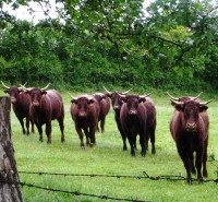 conseil-elevage-controle-laitier-nutritionniste-bovin-ruminants